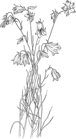 Bluebell Bellflower Coloring Page